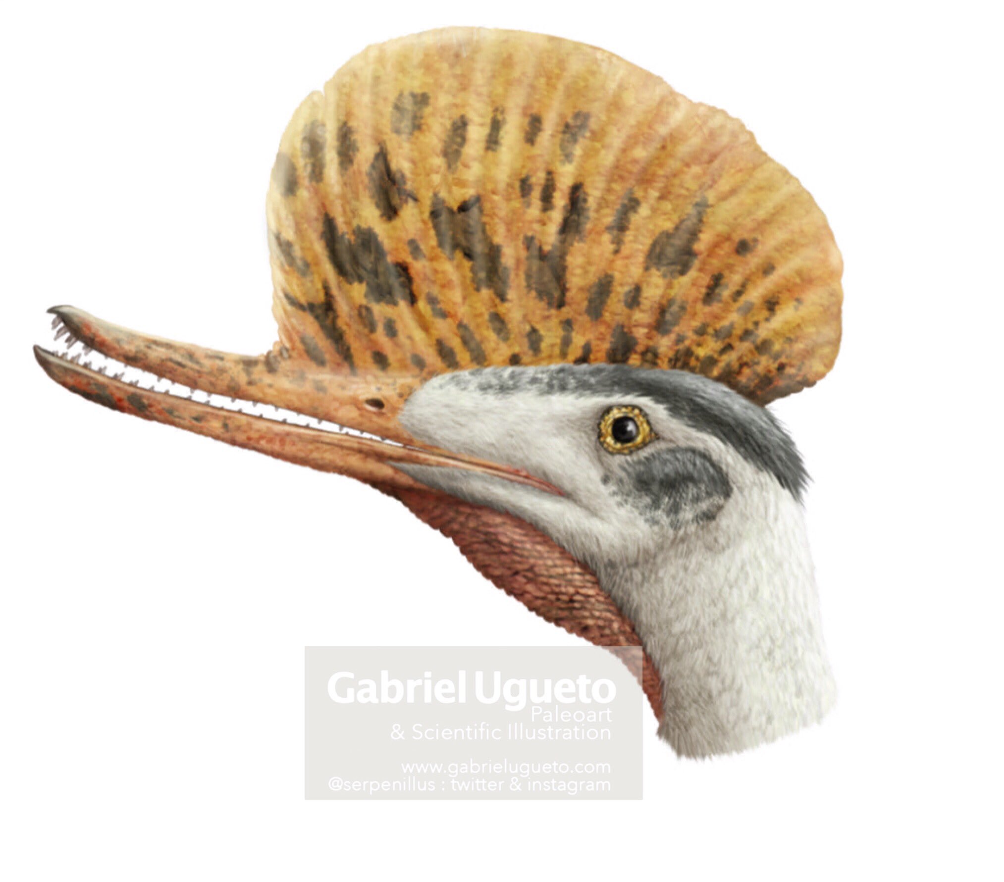 Gabriel N. U. on X: Pteranodon sternbergi. A huge #pterosaur. The largest  pteranodontid  #paleoart #sciart   / X