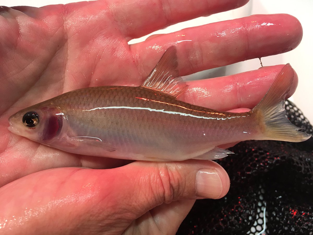 Here is a rarity, amongst the thousands of Roach counted today we found this beautiful Glass Roach. #Calvertonfishfarm #TeamEA