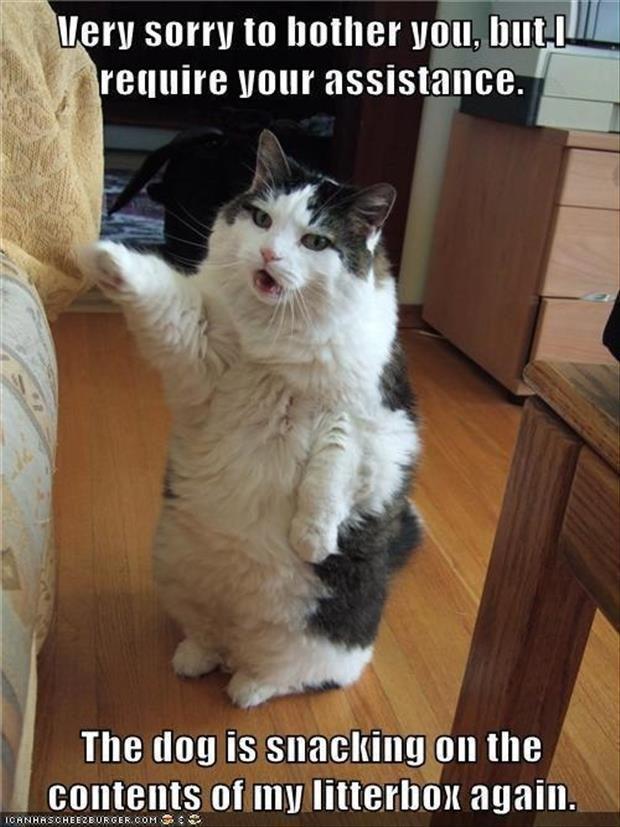 itsachat tweet media