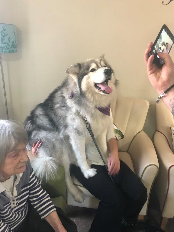 Bamford Close had a special visitor yesterday, Thunder from <a href="/TherapyHuskies/">Therapy Huskies</a>  #DogsOfTwitter #Therapydogs #HuggableHuskies boroughcare.org.uk/news/thunder-a…