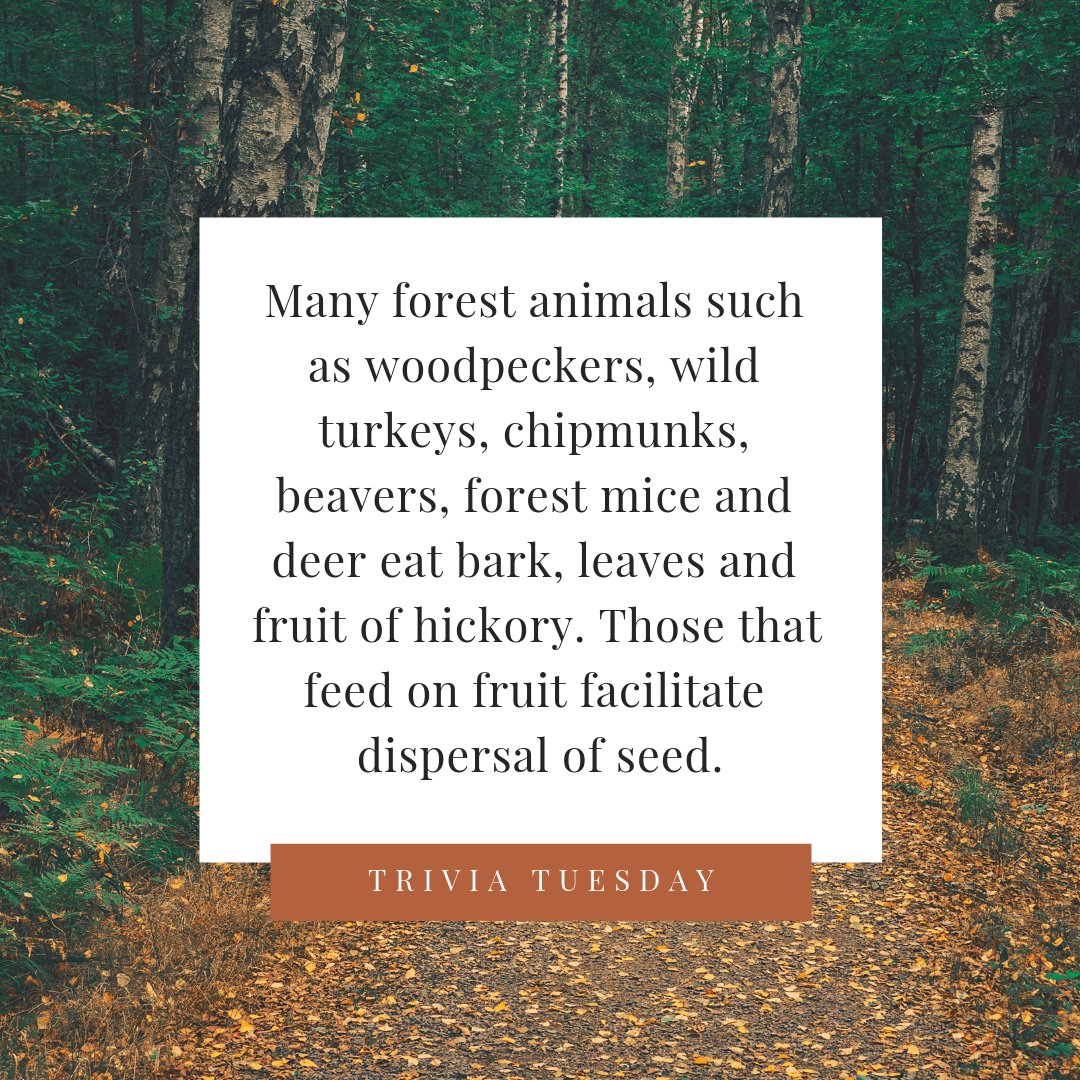 loscabossticks's tweet photo. Hickory isn't just great for drumsticks, it also supports a wide array of forest-dwelling animals that rely on its bark, fruit and leaves for food!
#LosCabosDrumsticks #TriviaTuesday #Hickory #HickoryTree #DrumLife #DrumGear #Drumsdrumsdrums #Drumsticks #Drums https://t.co/nOHmMhCmKm