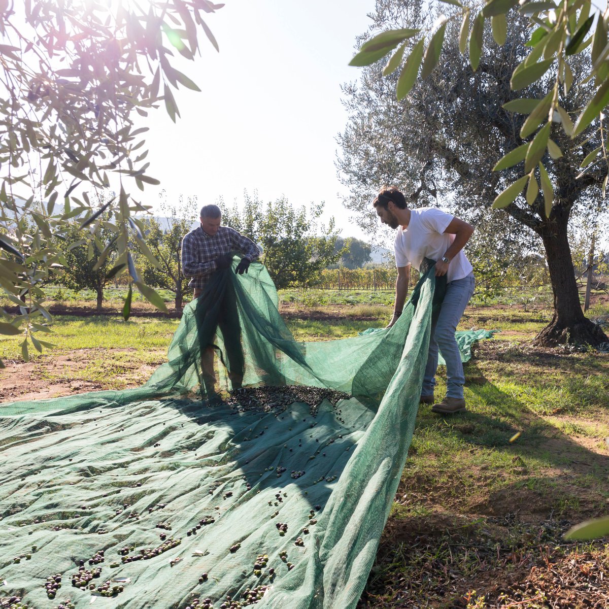 Bellucci_MX's tweet photo. Nuestros campos están de fiesta porque es tiempo de cosechar el fruto del nuevo #harvest de #aove #bellucci #siemprefresco #siempreitaliano #trusttroughtraceability https://t.co/Y1EWiybcqY