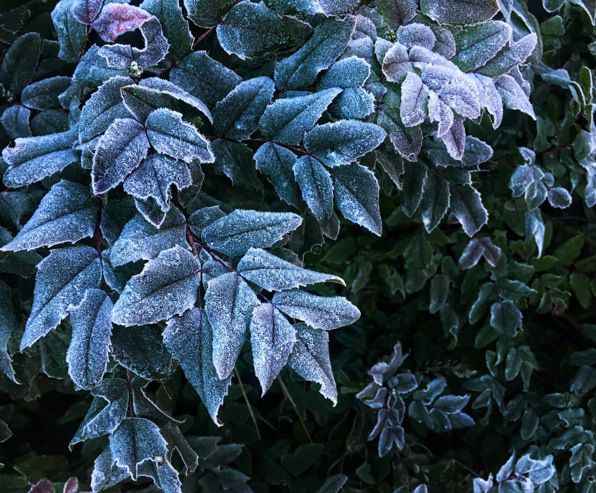 PhotoSquared's tweet image. Feels like #winter this morning... @hellobc @SalmonArmBC @ShuswapWeather @shuswaptourism #cold