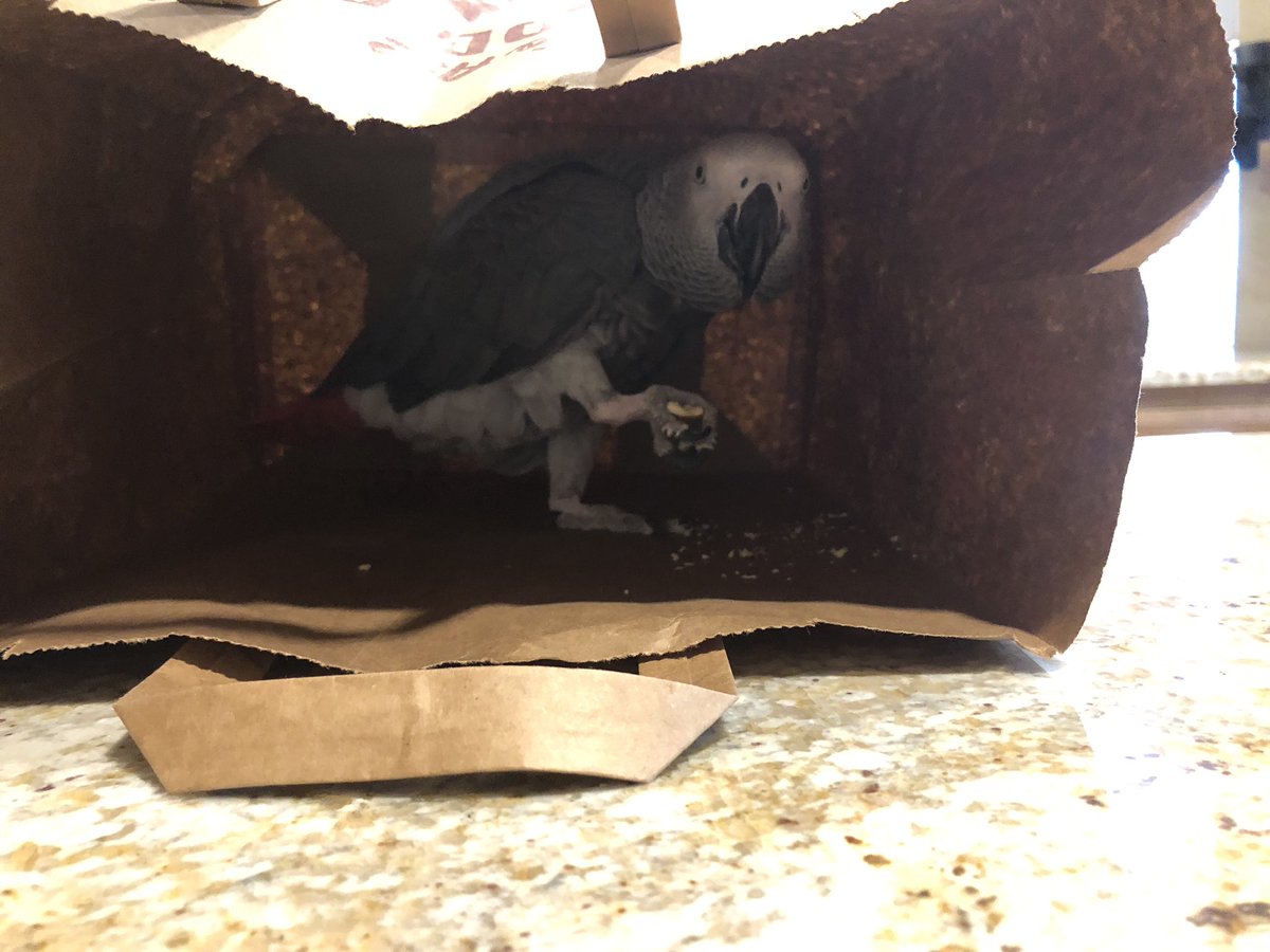 Einsteinparrot's tweet image. I found a treat in here! #birdinabag #foragingfun #almonds  #einsteinparrot