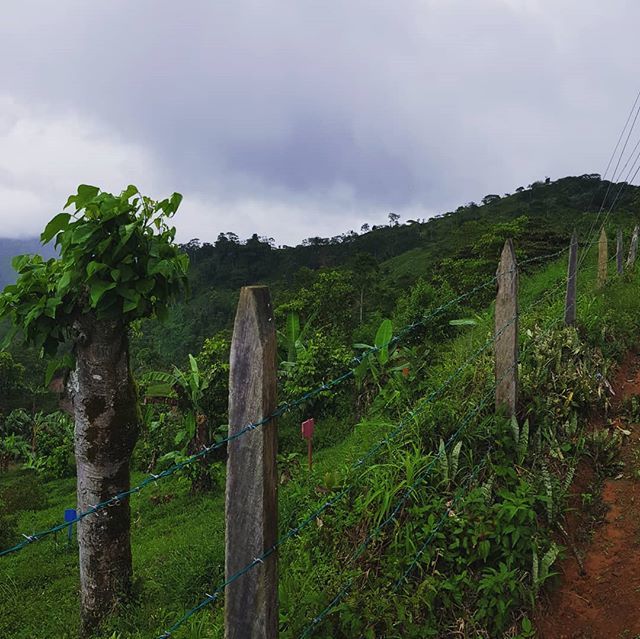 Another hill ..... costa rica flats are something else!!!! #costarica #anotherhill #mountain