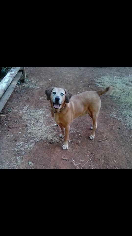 Mich20181's tweet photo. #CampFireMissingPets Lela Barnhart FB Post...Missing unable to get Home to dogs when fire started location 976 Wagoner Paradise 
Small female name Rae 
Large older male Elolaus Pronounced Yoduce 
Contact owner Leeann Sanchez 
At 530-345-6356 https://t.co/SHYAonIRli https://t.co/qJloTWwntB