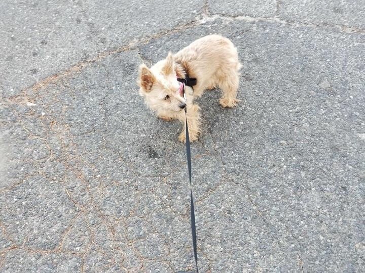 Mich20181's tweet photo. #CampFireMissingPets Lela Barnhart FB Post...Missing unable to get Home to dogs when fire started location 976 Wagoner Paradise 
Small female name Rae 
Large older male Elolaus Pronounced Yoduce 
Contact owner Leeann Sanchez 
At 530-345-6356 https://t.co/SHYAonIRli https://t.co/qJloTWwntB