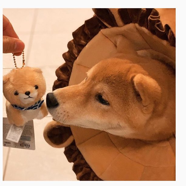 Dogsofkff On Twitter Someone Got A New Toy A Tiny Shiba