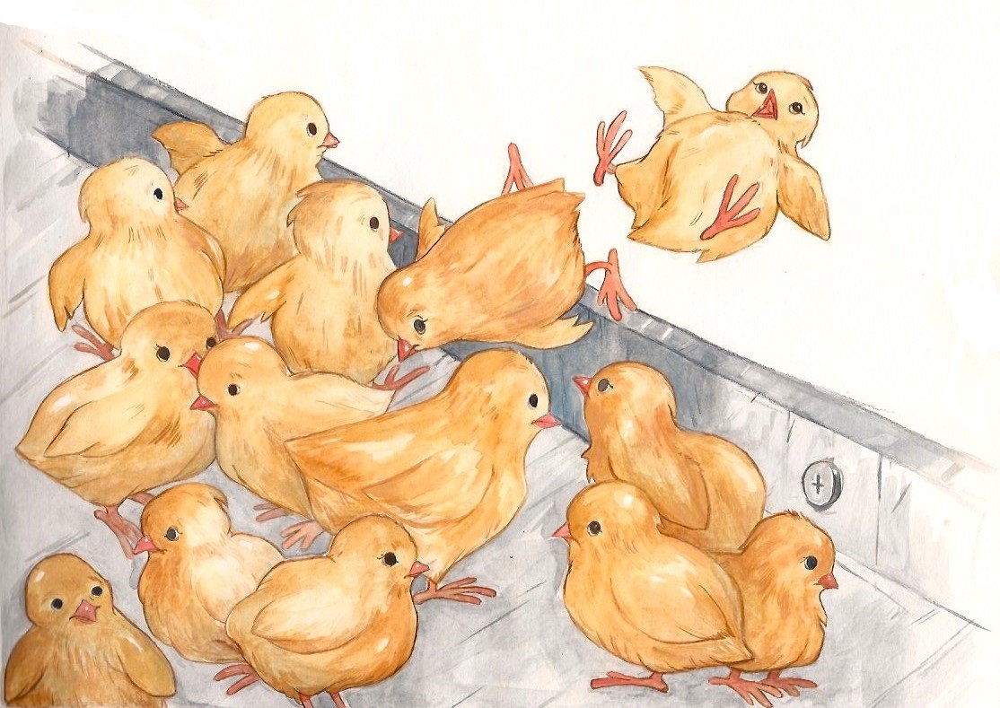 VeganPublishing's tweet photo. The reality of the egg industry - Lucky Molly and Poor Polly.
https://t.co/pznnv0M55T
https://t.co/EHQQvmKlHw https://t.co/LEg2XmZASW