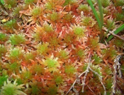 Our IUCN report on peatland greenhouse gases makes it to latest addition of Magma Poetry <a href="/magmapoetry/">Magma Poetry</a> - poem called "CH4 is a much more potent greenhouse gas than CO2" by Cat Campbell. <a href="/IUCNpeat/">IUCN UK Peatlands</a> <a href="/chapmanpippa/">Pippa Chapman</a> @ArtzRebekka <a href="/NERCscience/">Natural Environment Research Council</a> <a href="/DurUniEarthSci/">Durham Earth Science</a>  iucn-uk-peatlandprogramme.org/sites/www.iucn…