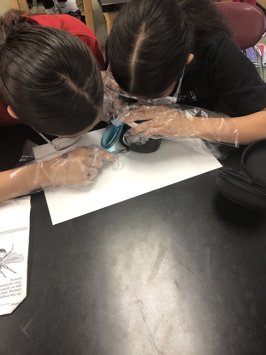 CCSU_STEM6's tweet photo. Bee 🐝 dissection today on CCSU6! Why do we need bees for our ecosystems? @EHMiddle #NGSSeducation #investigatingphenomena https://t.co/twC4Xgtdk1