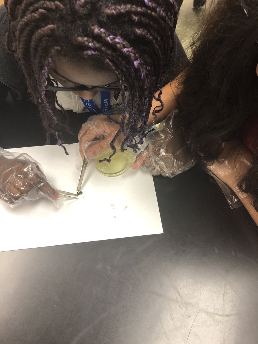 CCSU_STEM6's tweet photo. Bee 🐝 dissection today on CCSU6! Why do we need bees for our ecosystems? @EHMiddle #NGSSeducation #investigatingphenomena https://t.co/twC4Xgtdk1