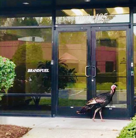 BrandFuel's tweet photo. Who do you call when you can’t get past the Brand Fuel bouncer? #brandfuelwildlife #realturkey #welcometobrandfuel #happythanksgivingyall🦃 https://t.co/qKRGjaitHS