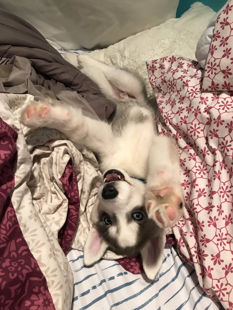 sidney_alaniz's tweet image. good morning! i hope you have a perfect day today!! 💛☀️