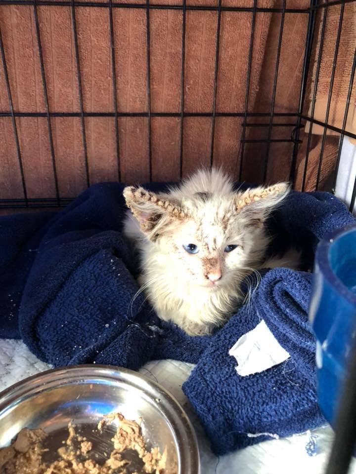causeforpawsfl's tweet photo. This sweet sweet little girl not only has a mange but her rear paw is missing.  She is being treated.  Please pray for her. #BeKind #BeKindToAnimals #ForeverHomes #HomeSweetHome #AdoptionIsLove #FurEverHome #FurEverFriend #SweetLove #RescuePetsOfTwitter #Compassion #Donations https://t.co/rBrvhfDYDT