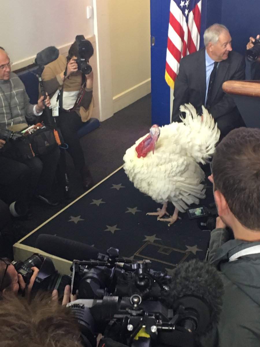 Fun fact: This turkey has spent more time at the podium in the White House briefing room than <a href="/PressSec/">Karoline Leavitt</a> for the entire month of November!