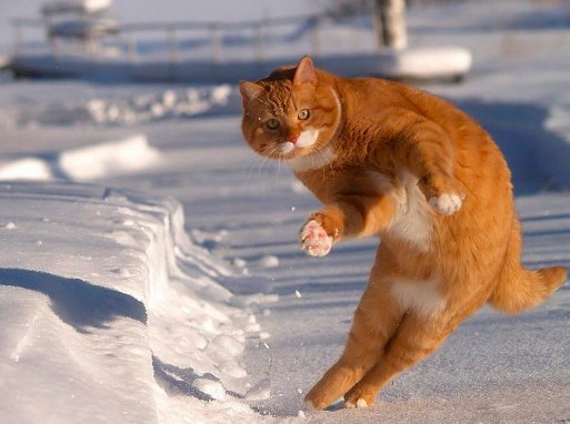 SPORTbible tweet media