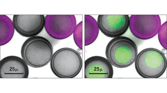 KateAdamala's tweet image. Almost-cells! 
sciencemag.org/news/2018/11/b…
@buildacell #synbio #syntheticbiology #syntheticcell