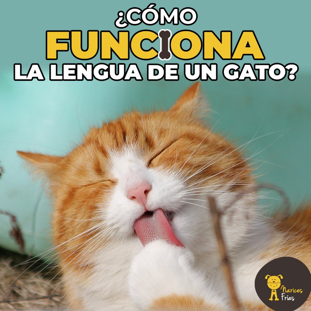 Todos sabemos que se ve tierno un gato cuando usa su lengua para mojar su pelaje, pero ¿sabes cómo funciona? » bit.ly/LnguaGato