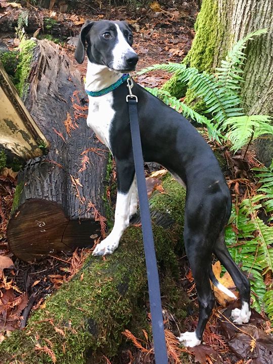 KitsapHumaneSoc's tweet photo. Olympia is enjoying a nature walk to preemptively burn off calories from our Hop Jacks Silverdale Takeover TODAY, Tue., 11/20, from 5-8 p.m. 20% of proceeds will to to shelter pets like Olympia! #hopjacks #helpushelpthem #savinglivestogether https://t.co/8J3MOttKex
