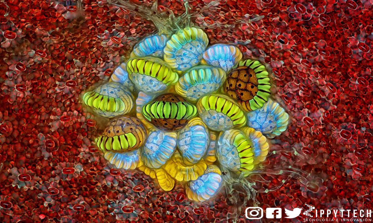 zippyttech's tweet photo. Conoce las mejores fotografías participantes del concurso de Microfotografía Small World organizado por Nikon en este 2018, la belleza oculta de la naturaleza revelada a través de un microscopio. 🔬🥇
#PhotooftheDay #Science https://t.co/AGZ8EaS8oJ