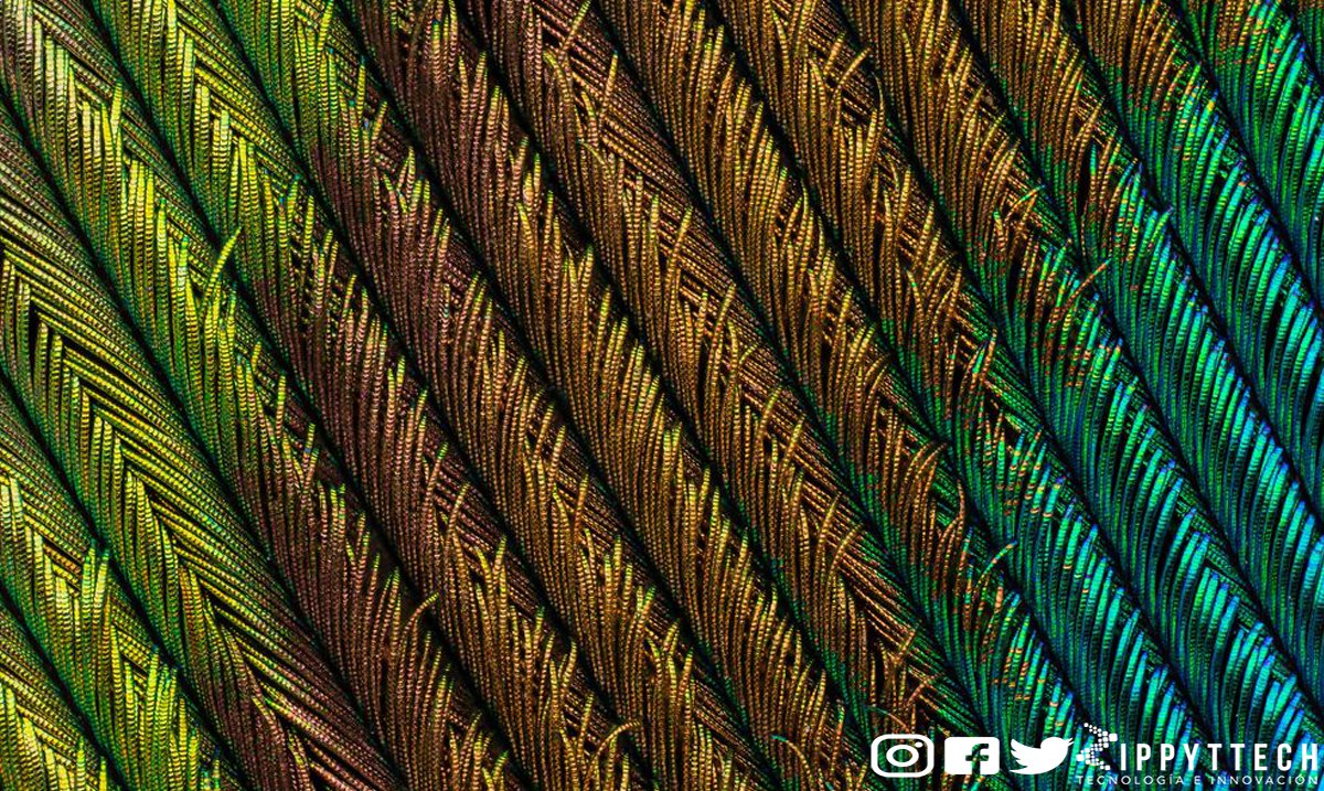 zippyttech's tweet photo. Conoce las mejores fotografías participantes del concurso de Microfotografía Small World organizado por Nikon en este 2018, la belleza oculta de la naturaleza revelada a través de un microscopio. 🔬🥇
#PhotooftheDay #Science https://t.co/AGZ8EaS8oJ