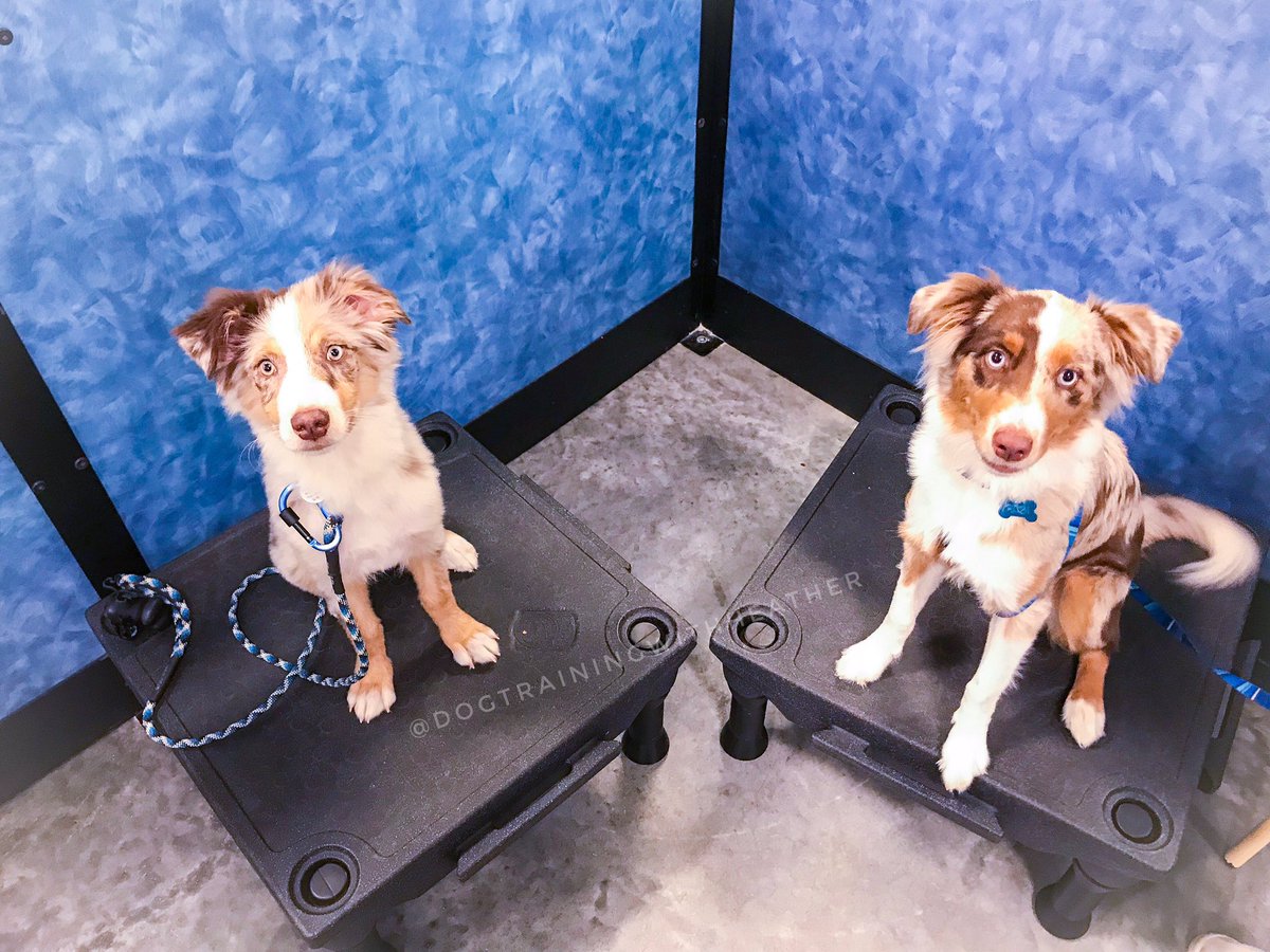What’s better than ☝🏻 Aussie? ✌🏻 Aussies ! #petsmarttrainer #southorida #petsmart #areatrainer #blue9petproducts #klimb