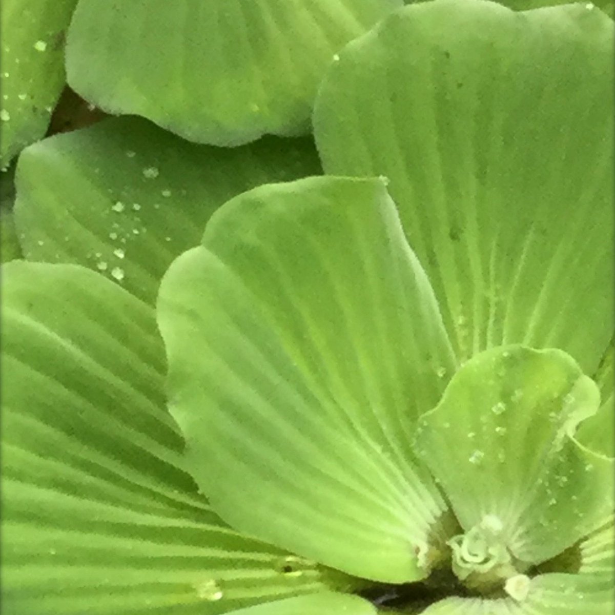 Lift4LifeAcad's tweet photo. Our HS Art students visited @mobotgarden in early Nov &amp; captured these striking close-ups of flowers/foliage. From here they will interpret these images using oil pastels. The simple beauty of nature is always there for you to behold. Just open your eyes~  @BrandsArtClass  #lfla https://t.co/tpEjqMwI5g