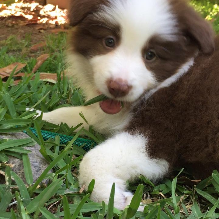 BorderC_Chile's tweet image. Best Of Batist Kala disfrutando de su nueva familia. 

#BestOfBatist #BorderCollie #Campeones #Cachorros
