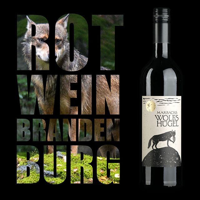 coolveela's tweet photo. Brandenburger Landwein - Marbachs Wolfshügel – Regent Cabernet Cortis 2017 - Ein regionaler Wein mit Tradition und hoher Qualität! Ein Bukett von Schwarzkirschen und Heidelbeeren…🍷 *
*
*
Mehr Brandenburger Landwein : https://t.co/cTEDXSgBSA
*
*
*
#v… https://t.co/g1VHBhHLLT https://t.co/DvBssxXzht