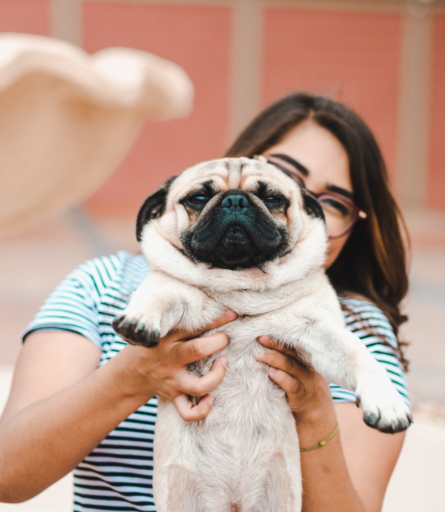 dogfriendlySA's tweet photo. We all know that dogs are man's best friend. And we're super grateful for all the love they give us. This week on the blog, we're sharing 10 things your dog is thankful for. What would your dog add to the list?? https://t.co/FwCuXsu09Z #dogfriendlysa https://t.co/cg2Kj3CF8E
