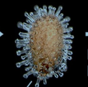 RNGherb's tweet photo. Congratulations to @Waheed_Arshad on his recent paper in New Phytologist 'Dispersal biophysics and adaptive significance of dimorphic diaspores in the annual Aethionema arabicum (Brassicaceae)' https://t.co/BS8NEs2Cg3 #MScPlantDiv https://t.co/Y27vwWMlpH