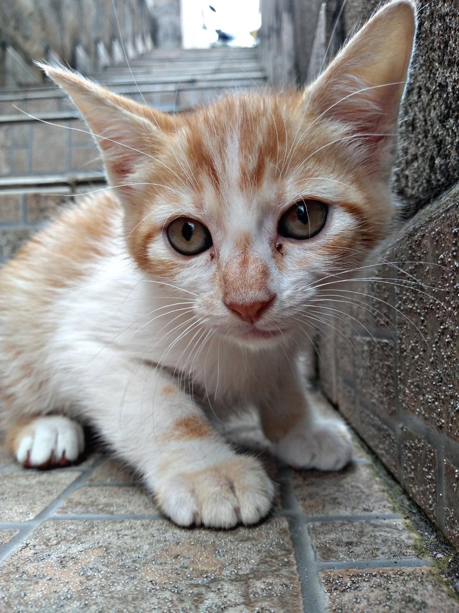 natsfc_'s tweet photo. Vejo tanta gente divulgando os gatinhos aqui no twitter, pq não tentar?

Minha gata teve filhote faz pouco mais de 2 meses e a gente tá surtando pq não tem como continuar com 4 bebês em casa

São 3 machos e 1 fêmea
Moro na ZN de São Paulo :)

Da RT pra ajudar por favor vai https://t.co/h2PT0Gx0Q9