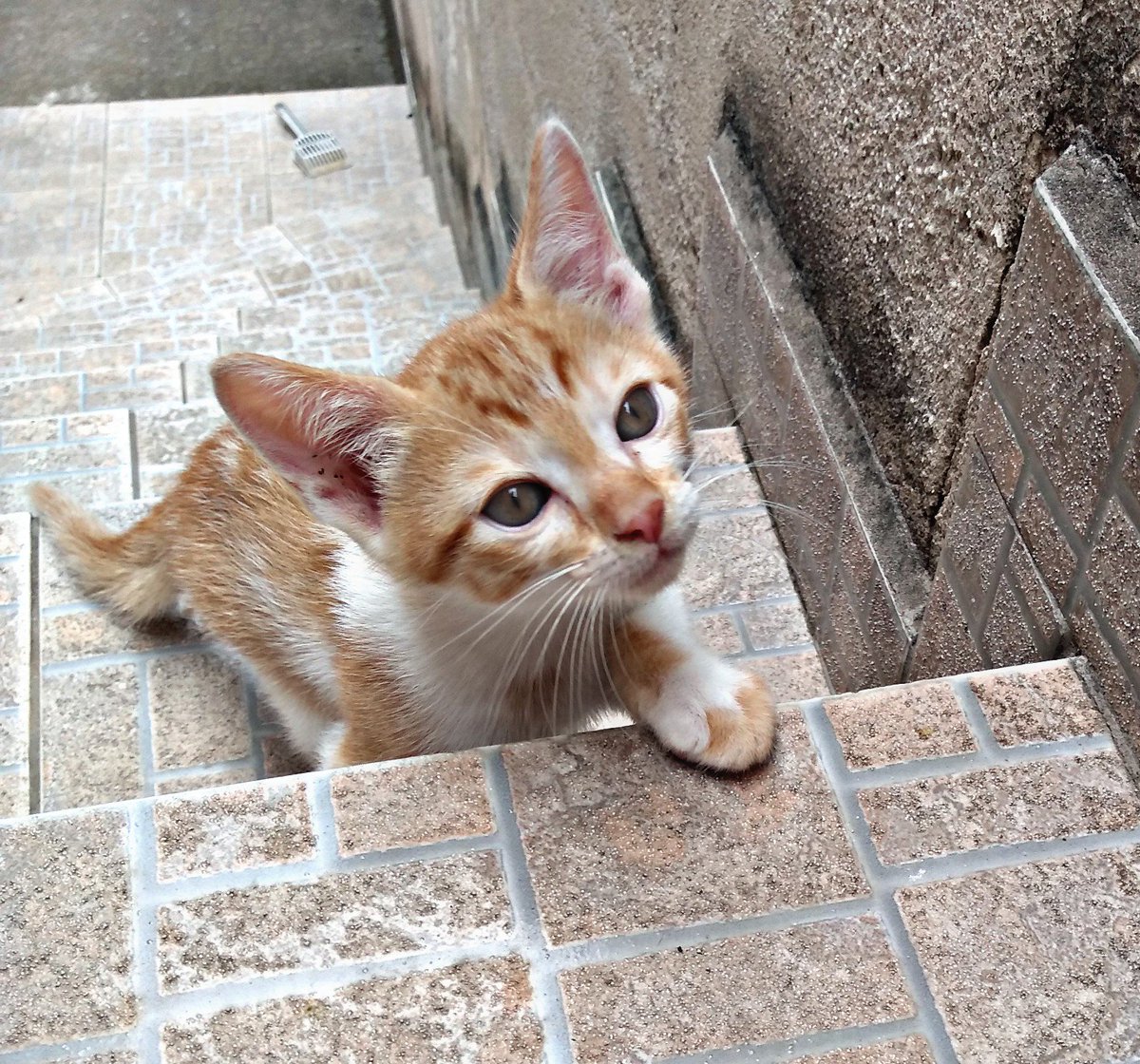 natsfc_'s tweet photo. Vejo tanta gente divulgando os gatinhos aqui no twitter, pq não tentar?

Minha gata teve filhote faz pouco mais de 2 meses e a gente tá surtando pq não tem como continuar com 4 bebês em casa

São 3 machos e 1 fêmea
Moro na ZN de São Paulo :)

Da RT pra ajudar por favor vai https://t.co/h2PT0Gx0Q9