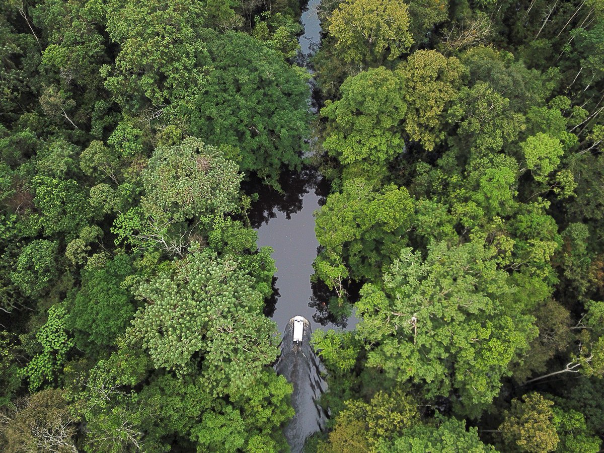 winetowater's tweet image. (1/3) (Pt. 1) 
“I leaned my head out of the covered speedboat, looked up, and trusted them to do their work. We’d already hit a few unidentified objects in the Amazon on our way back to the dock, and my mind needed some reins. We were supposed to be in Leticia hours ago.”