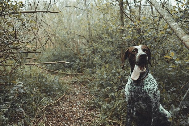 Tailtale_tech's tweet photo. The best adventures in life are those shared with your best friend. #dogsoftwitter #dogs #quote #gooddog #dogsarethebest https://t.co/Z8h3NB1fS0