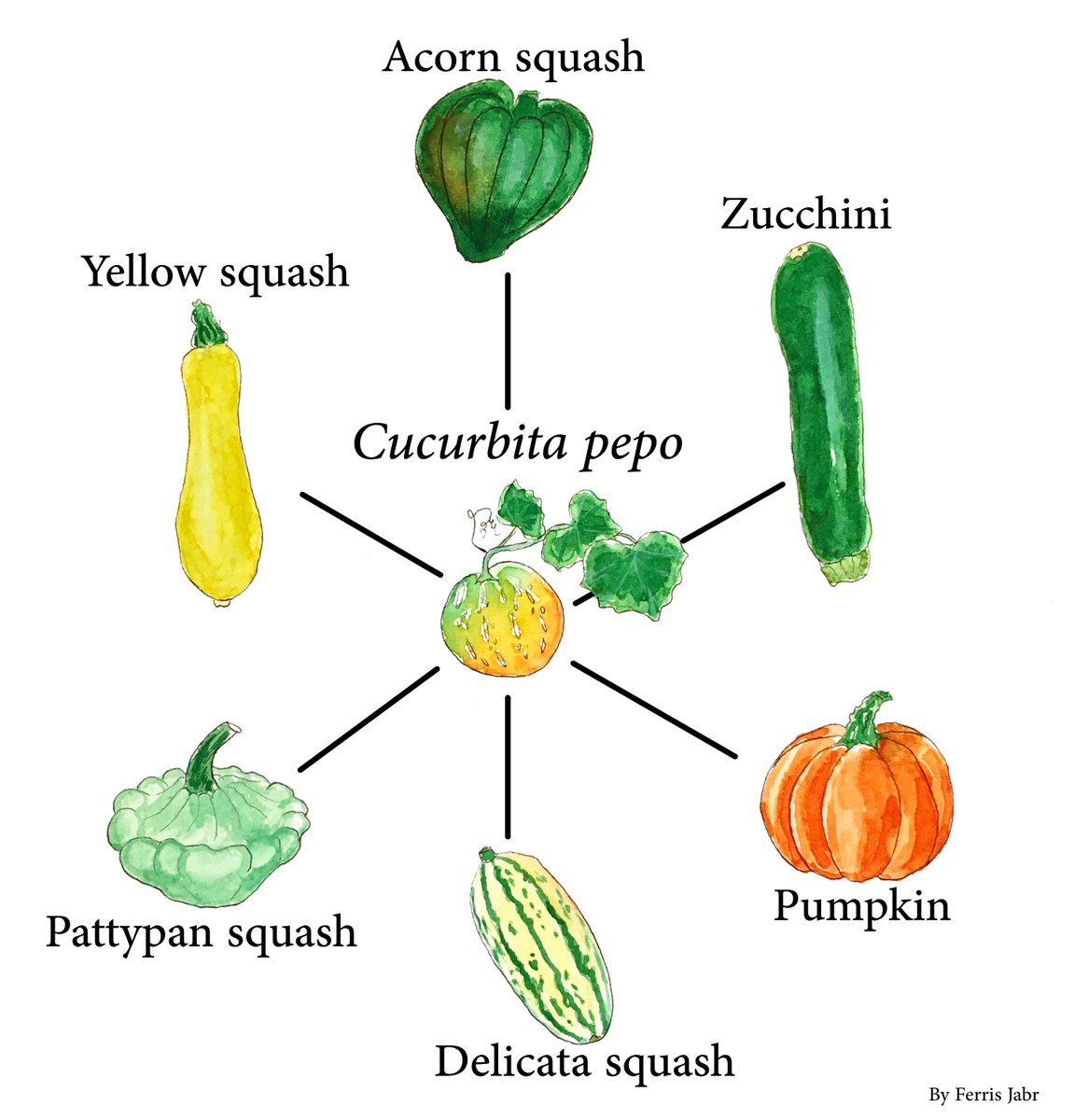 Cucurbita pepo is one of the oldest domesticated species. Over millennia, it has proved itself astoundingly versatile.

Just as Brassica oleracea gave us broccoli, kale, cabbage etc C. pepo morphed into the pumpkin, zucchini, delicata, pattypan, acorn, yellow squash and more!