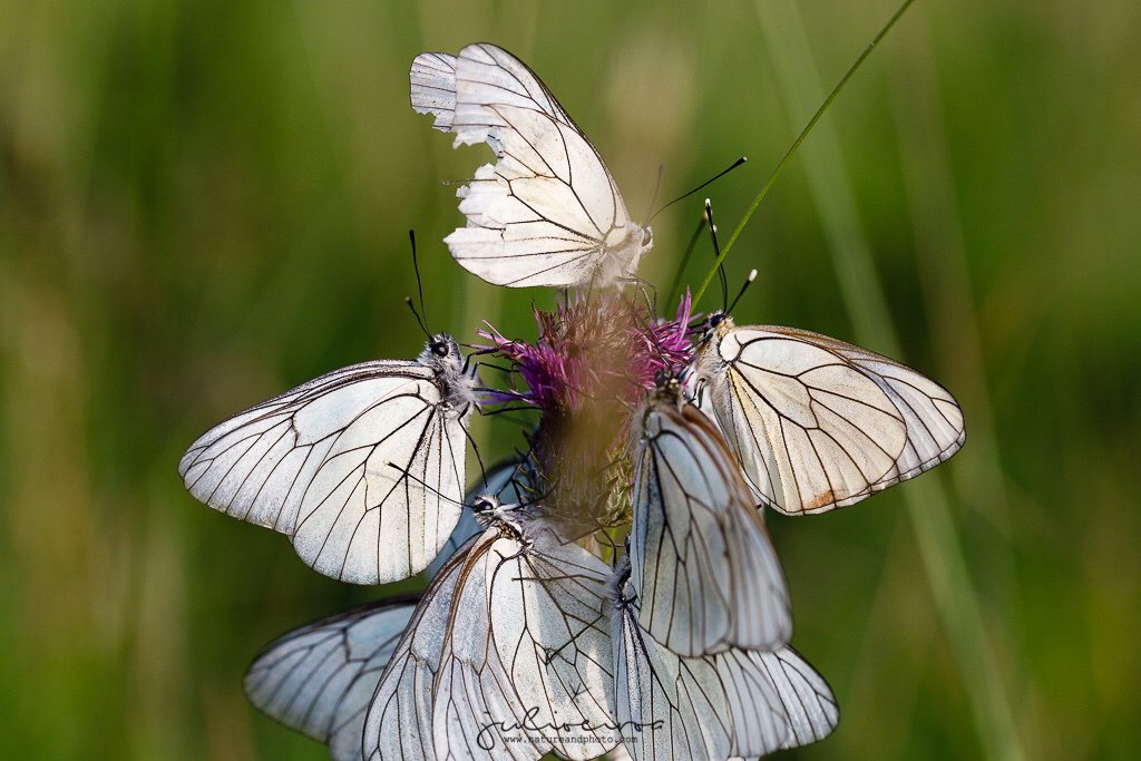 Inaturalist On Twitter T W O F E R Manyfer Tuesday Our