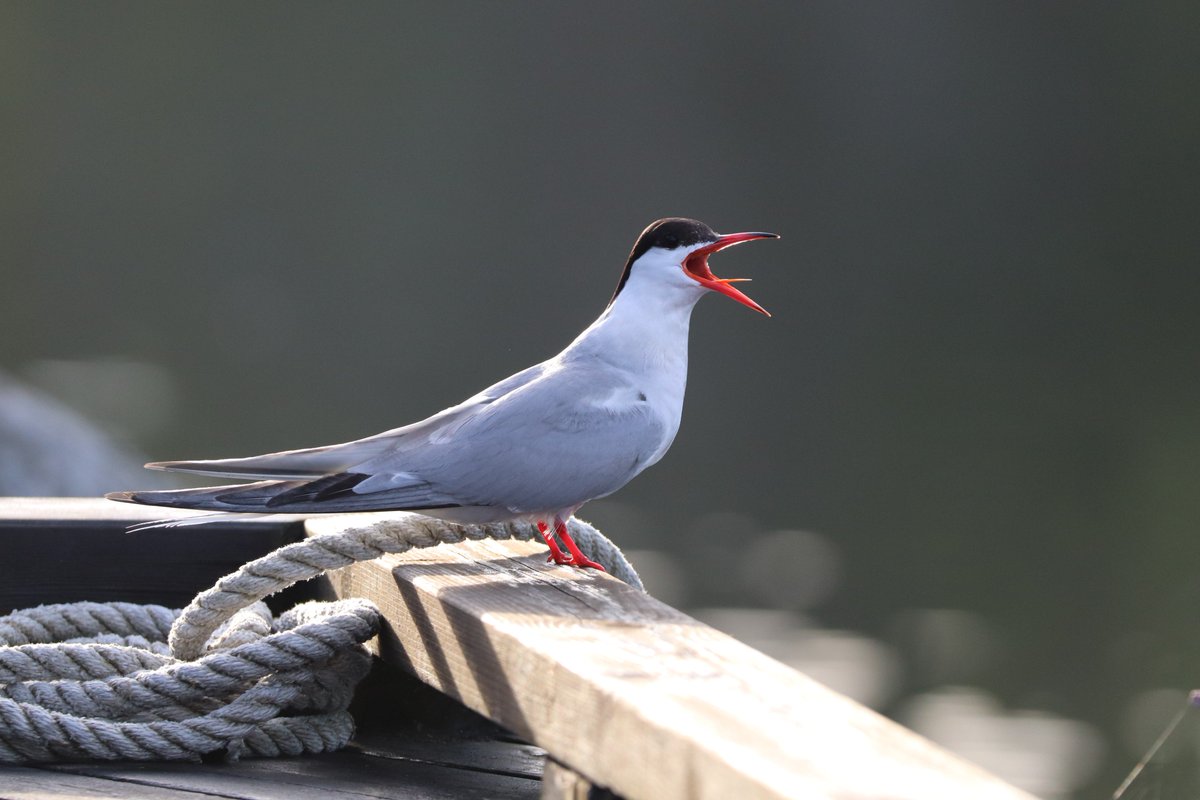 Norwegian_Tit's tweet photo. As my first post, I thought I should show a picture of a typical norwegian bird during the summer. I will always give both the english and the norwegian name of every bird I post. I will also give some facts in all post after this one. #birds 
Names
E: Common Tern
N: Markellterne https://t.co/hb7QkidKaw