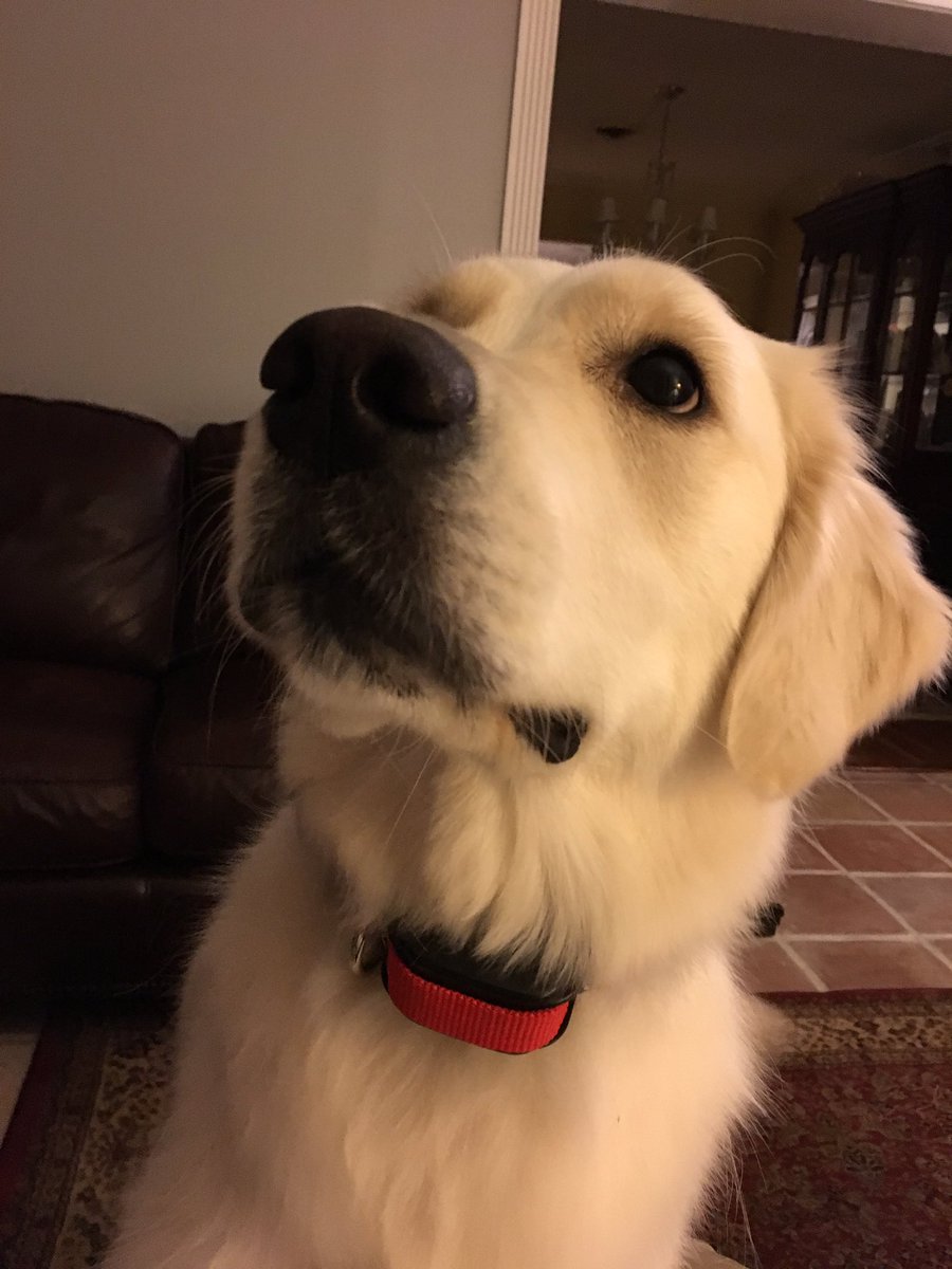 DanielUbinger's tweet photo. Number six: My dog, Lily https://t.co/tzRHvuds47