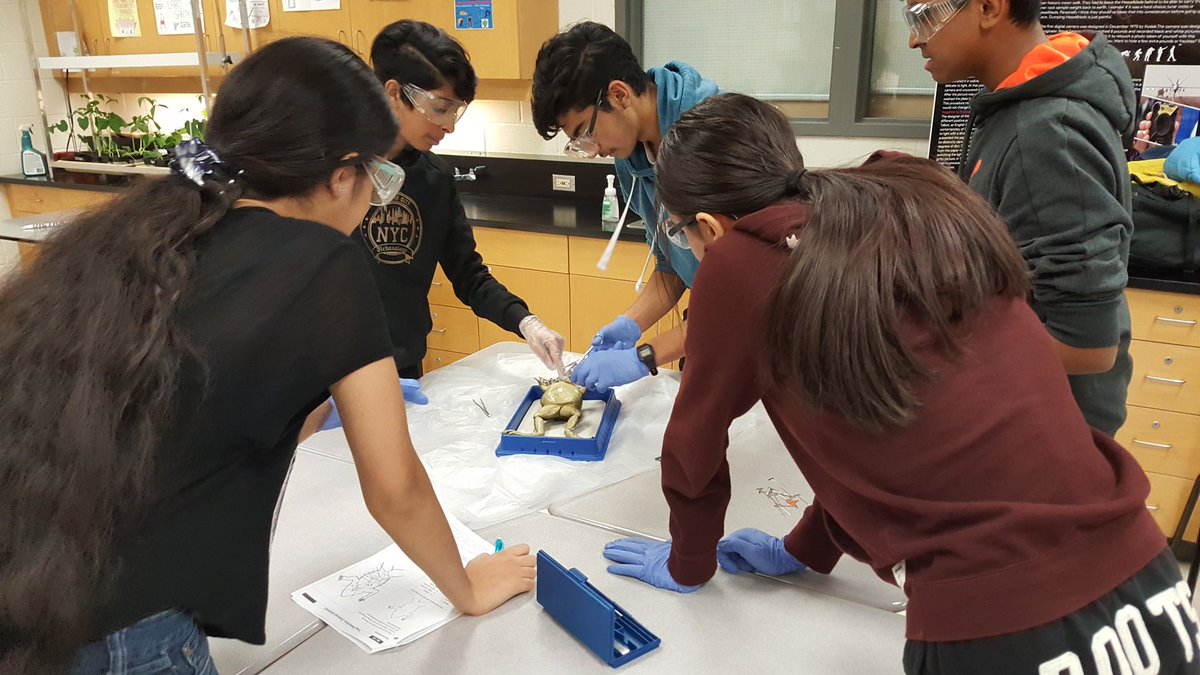 Students at <a href="/HMBSSBlizzards/">Harold M. Brathwaite</a> exploring organ systems inside 🐸s #biodissection