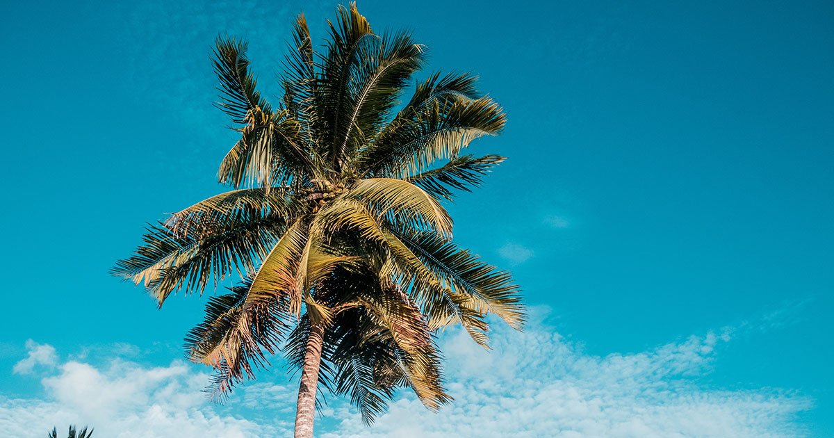 Weedguide tweet media