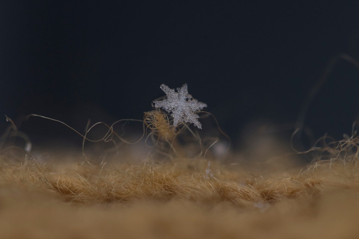 ImagineKaye's tweet image. #photography #winter #HolidaysAreComing #snowflake