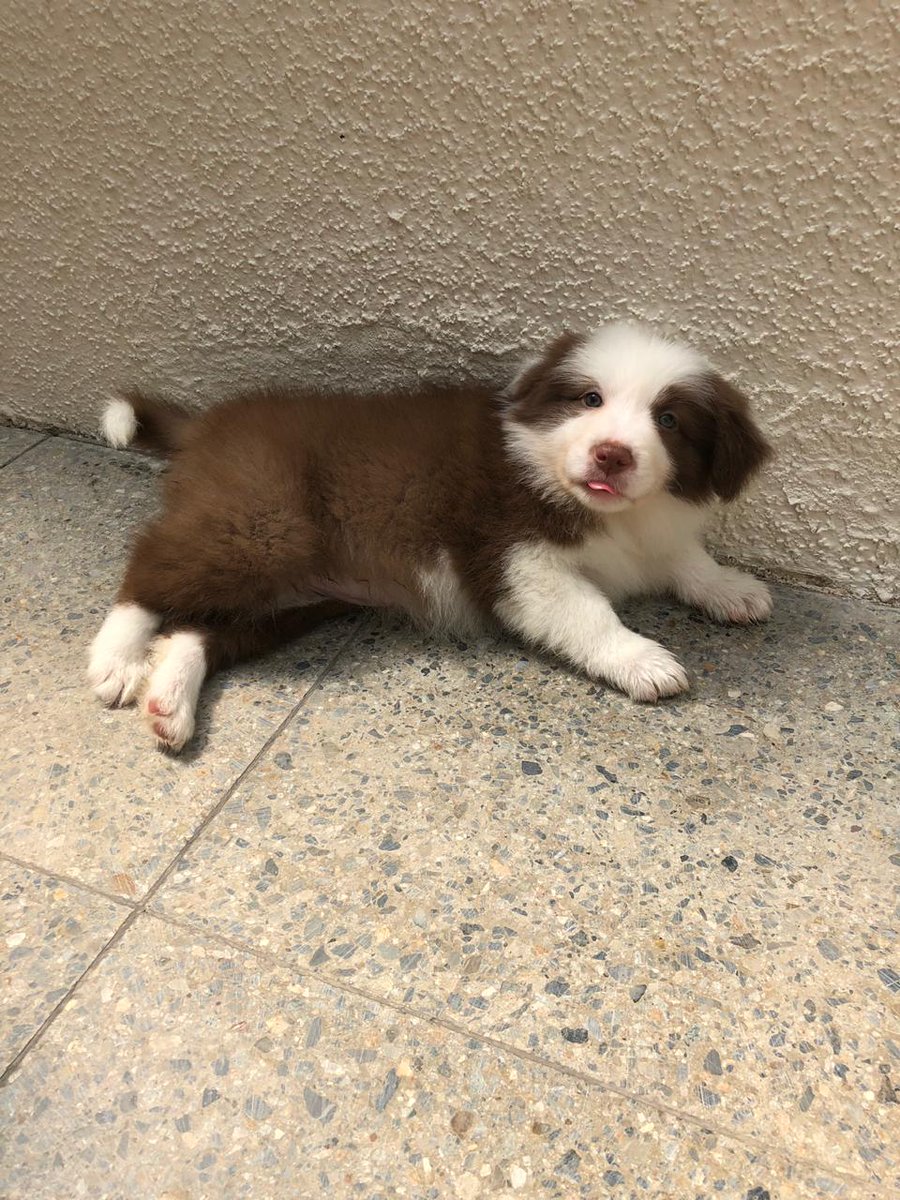 BorderC_Chile's tweet image. Dos hembras y 7 machos disponibles 

Están listos para entrega con micro chip, vacunas y certificado de veterinario. Coordina tú visita.

#BestOfBatist #BorderCollie #BorderColliePuppy #Cachorros #Campeones