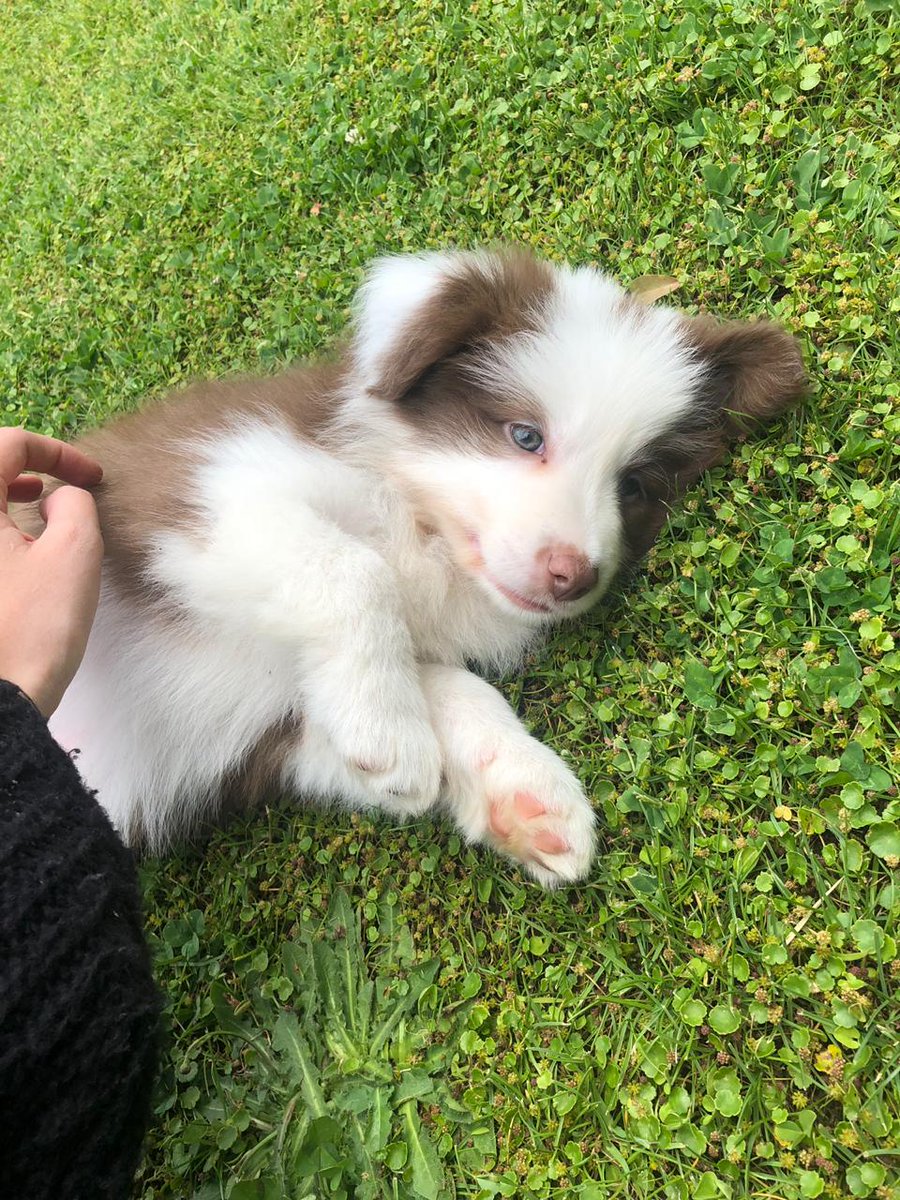 BorderC_Chile's tweet image. Dos hembras y 7 machos disponibles 

Están listos para entrega con micro chip, vacunas y certificado de veterinario. Coordina tú visita.

#BestOfBatist #BorderCollie #BorderColliePuppy #Cachorros #Campeones