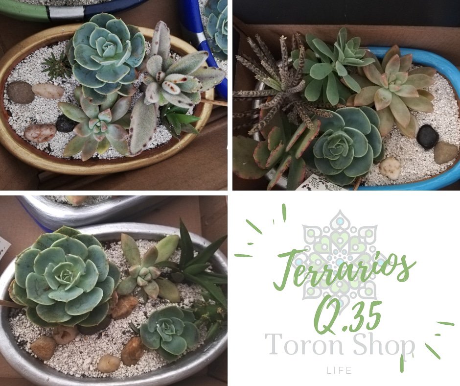 ShopToron's tweet photo. Hermosos terrarios #toronshop #amamoslassuculentas https://t.co/DYxIqr9aiH