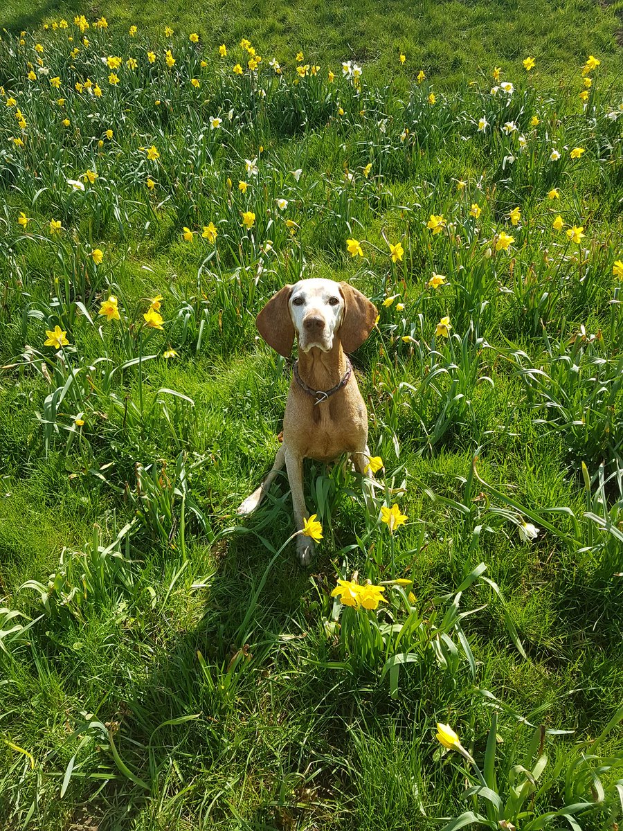 lilyonym's tweet photo. @elearor I just had to include the picture of my dog even if there's just a little yellow in it. she's too cute https://t.co/ZqTJHvbYBR