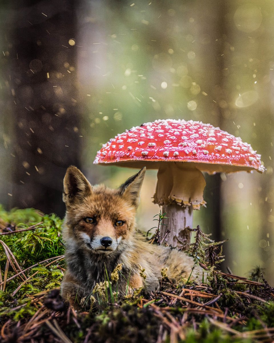 opeetu's tweet photo. @eetuwrx Mushroom Fox #Fox #mushrooms #rain #photoshop #creative #saturday #red - instagram stories: https://t.co/cdxPVyZYSU
Follow me for more :) https://t.co/2tiBmXjlpU https://t.co/f0gFoFjjN1