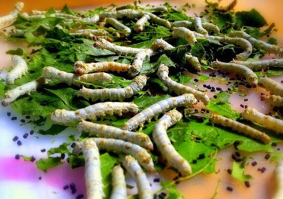 A_Libeardian's tweet photo. I had my Thanksgiving feast early...mmm superworms, raspberries &amp; collard greens.  My love goes out to you this Thanksgiving. I’m thankful for YOU! https://t.co/3owfS4YNhD