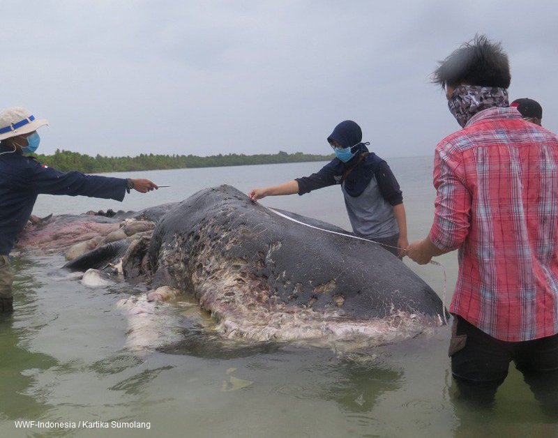 unep_espanol's tweet photo. El cuerpo de un cachalote encontrado en Indonesia tenía en su estómago:
115 vasos plásticos
25 bolsas plásticas
4 botellas de plástico
2 sandalias 
Un saco de nylon
Más de 1.000 piezas variadas de plástico. https://t.co/saVgGD2AeW
Urgen medidas drásticas a favor de #MaresLimpios https://t.co/XWjPd4O95Q